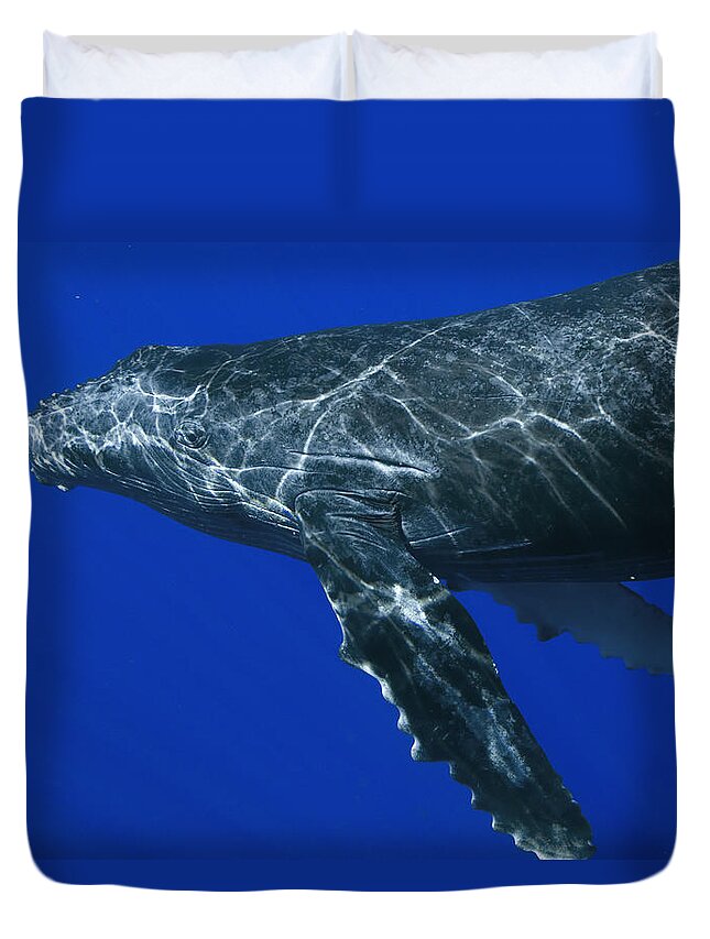 00999125 Duvet Cover featuring the photograph Humpback Whale Maui Hawaii #1 by Flip Nicklin