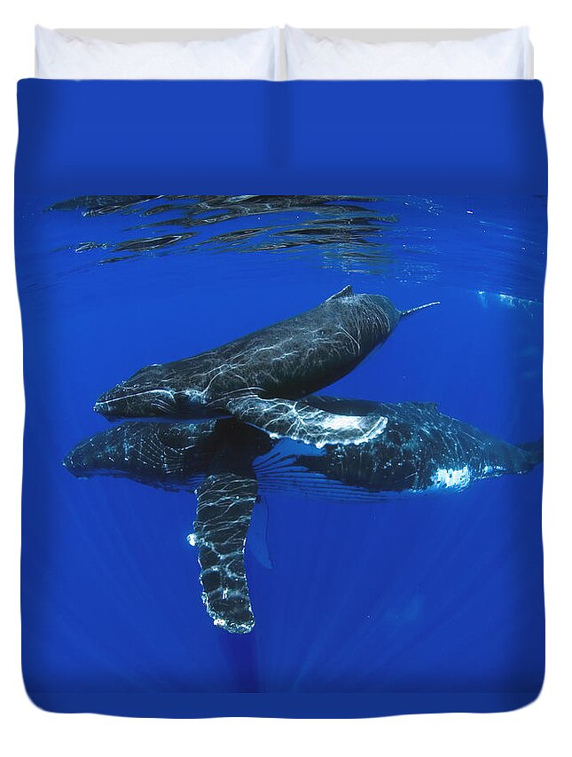 00999167 Duvet Cover featuring the photograph Humpback Whale Mother And Yearling Maui #1 by Flip Nicklin