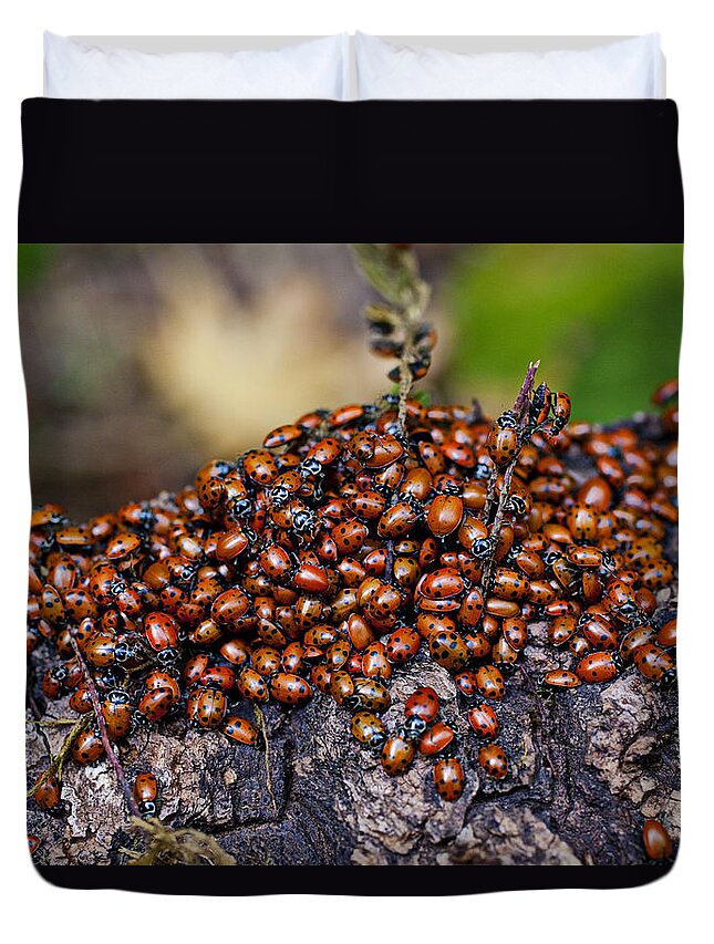 Ladybugs On Branch Duvet Cover For Sale By Garry Gay