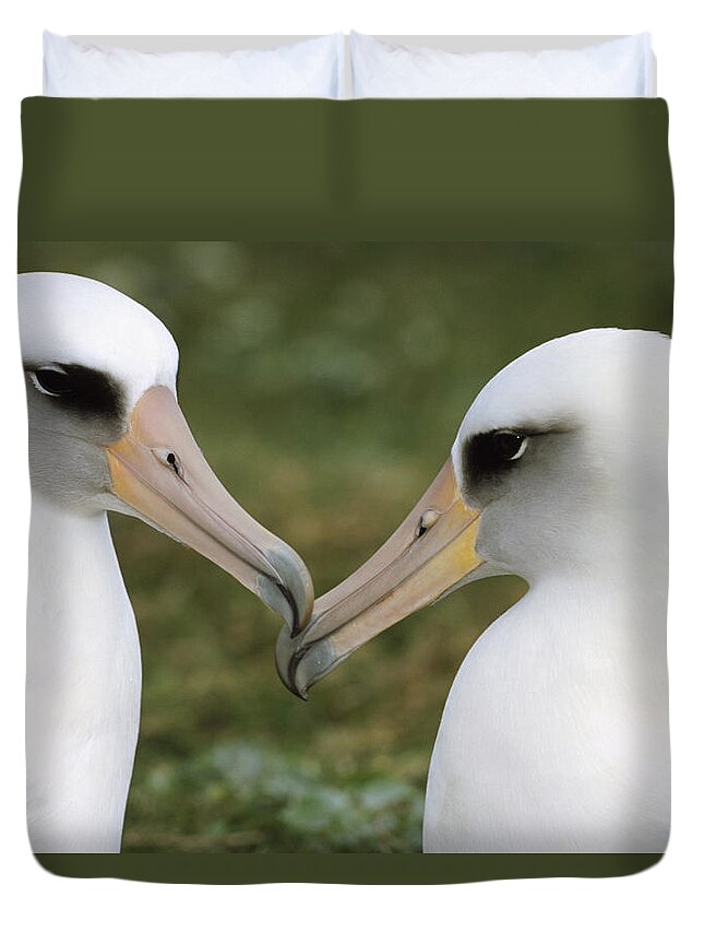 Mp Duvet Cover featuring the photograph Laysan Albatross Phoebastria #1 by Tui De Roy