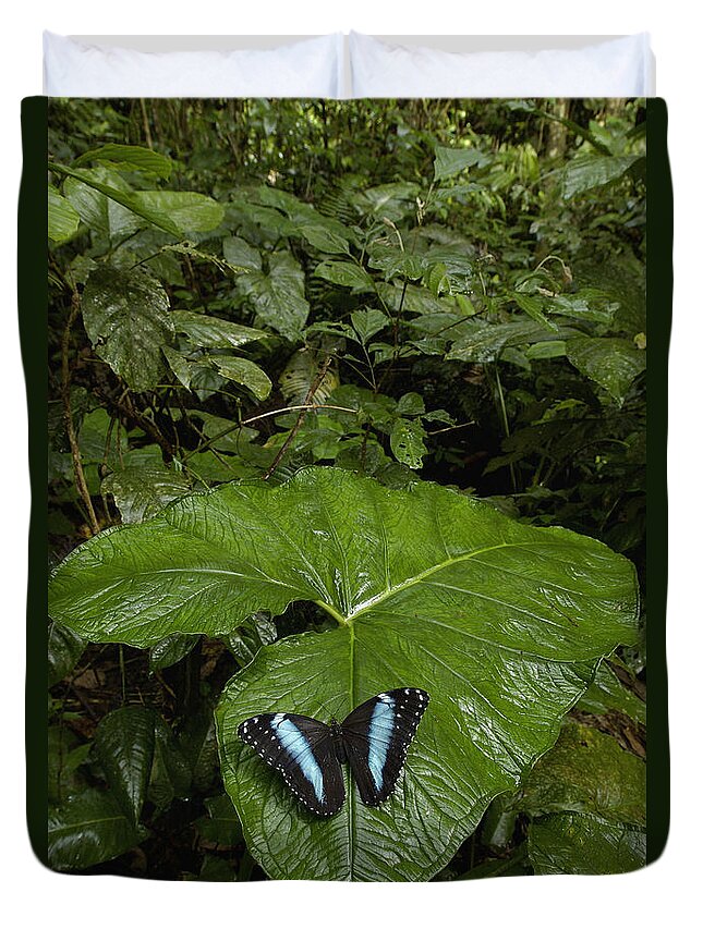 Mp Duvet Cover featuring the photograph Morpho Butterfly Morpho Achilles #1 by Pete Oxford