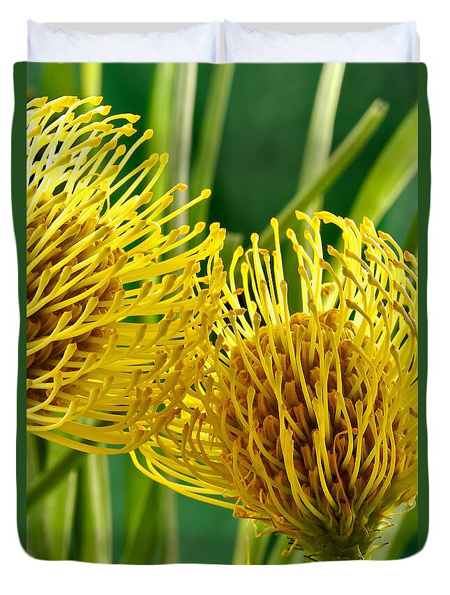 Flowers Duvet Cover featuring the photograph Picture of a Pincushion Protea #1 by Perla Copernik