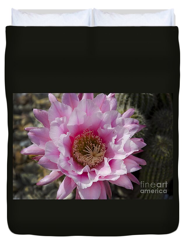 Pink Duvet Cover featuring the photograph Pink cactus flower #1 by Jim And Emily Bush
