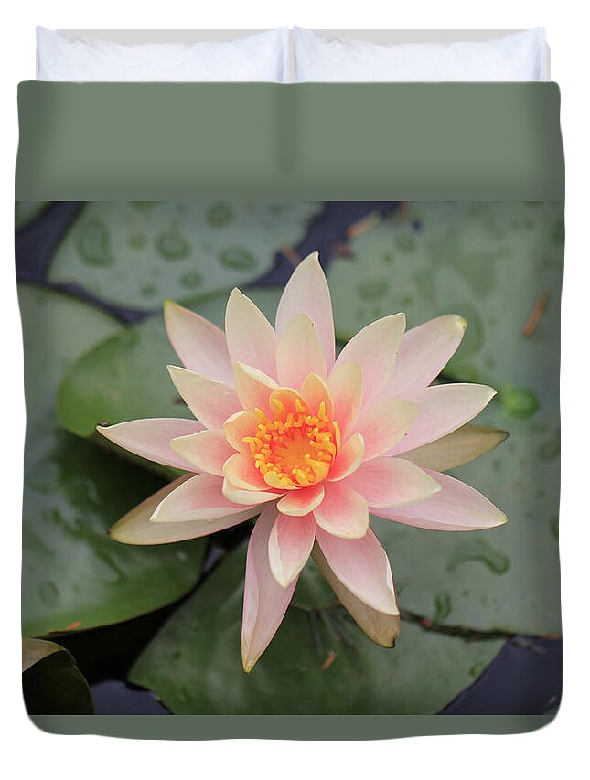 Pink Lily Duvet Cover featuring the photograph Pink Lily #1 by Douglas Barnard