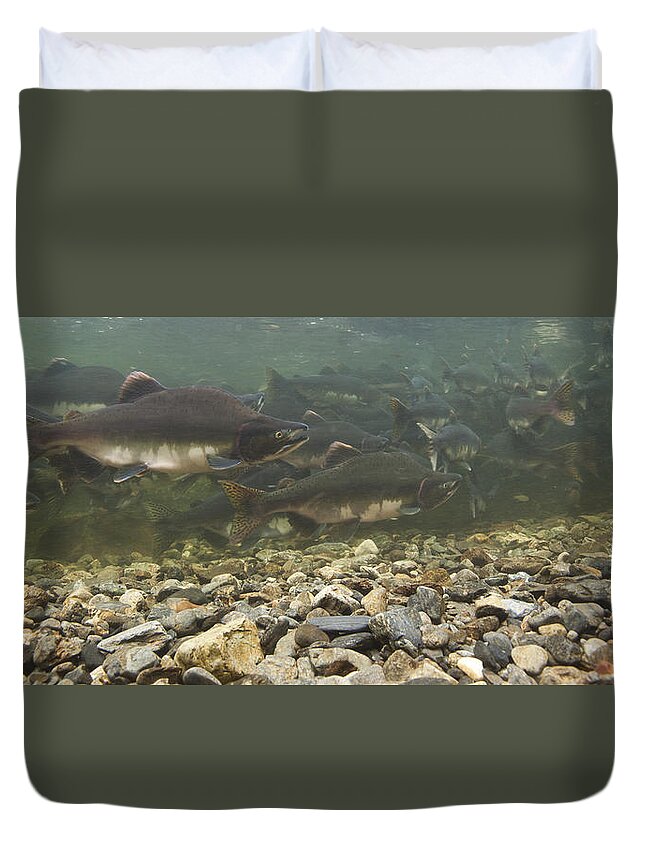 Mp Duvet Cover featuring the photograph Pink Salmon Oncorhynchus Gorbuscha #1 by Matthias Breiter