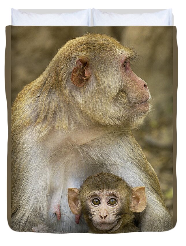 Mp Duvet Cover featuring the photograph Rhesus Macaque Macaca Mulatta Mother #1 by Pete Oxford