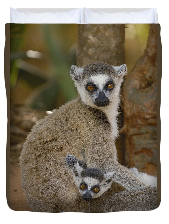 Mp Duvet Cover featuring the photograph Ring-tailed Lemur Lemur Catta Mother #1 by Pete Oxford