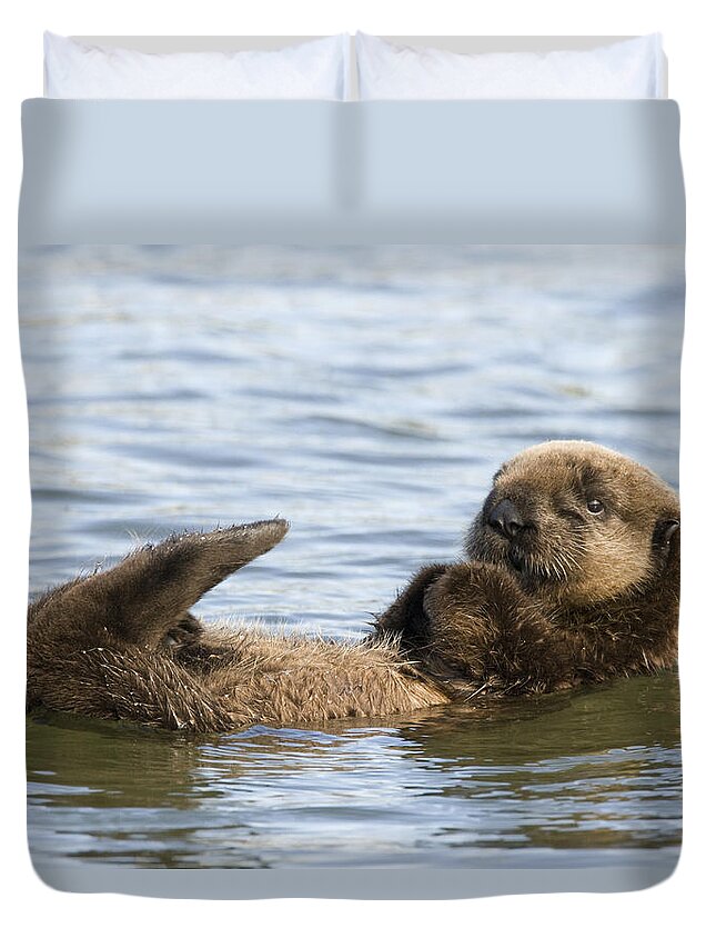 00429677 Duvet Cover featuring the photograph Sea Otter Pup Elkhorn Slough Monterey #1 by Sebastian Kennerknecht