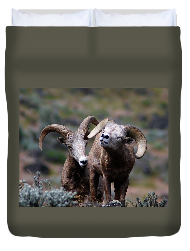 Bighorn Sheep Duvet Cover featuring the photograph Smile #1 by Steve McKinzie