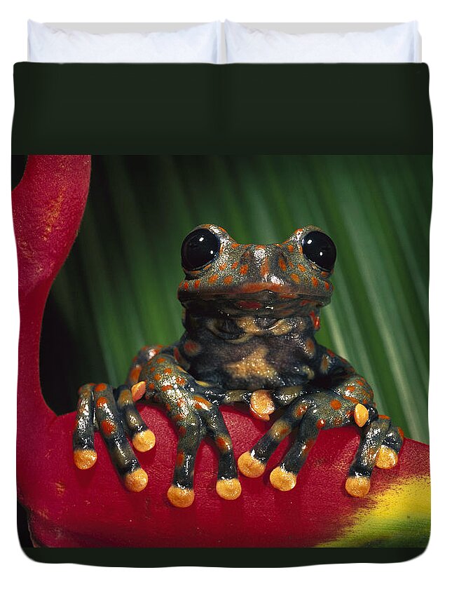 Mp Duvet Cover featuring the photograph Strawberry Tree Frog Hyla Pantosticta by Pete Oxford