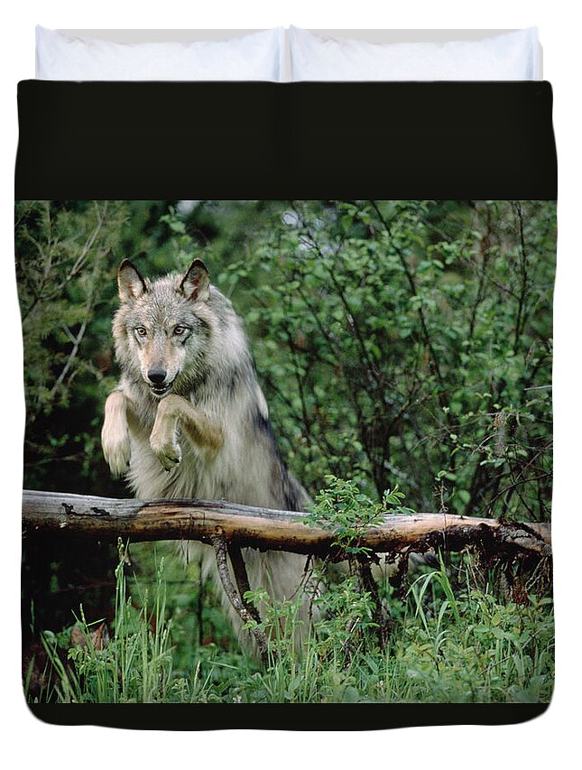 00172293 Duvet Cover featuring the photograph Timber Wolf Leaping Over Fallen Log #1 by Tim Fitzharris