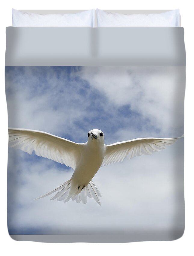 00429819 Duvet Cover featuring the photograph White Tern Flying Midway Atoll Hawaiian #1 by Sebastian Kennerknecht