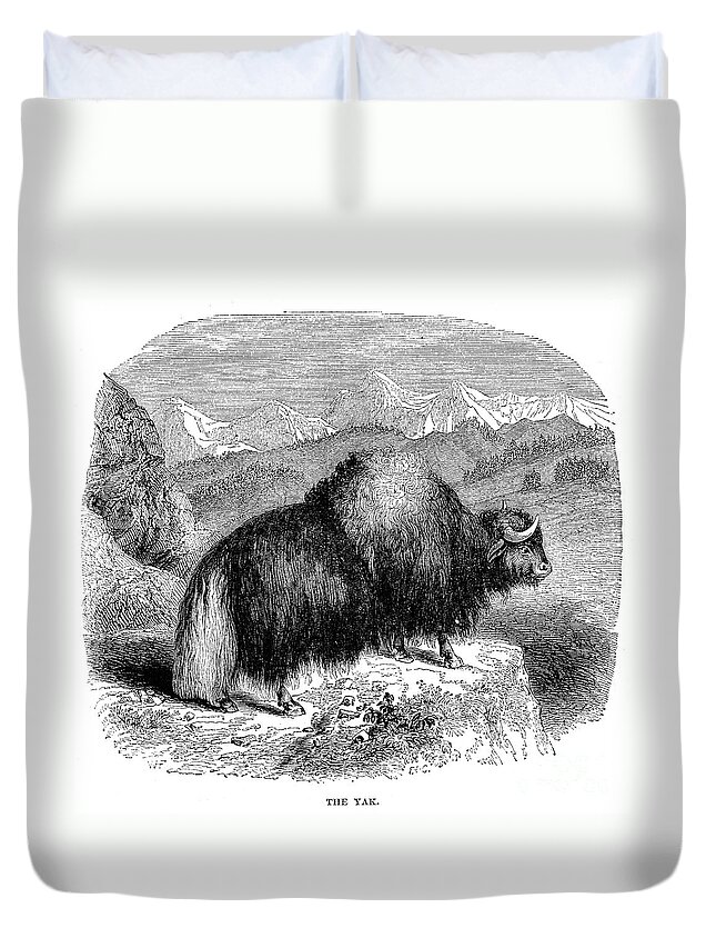 19th Century Duvet Cover featuring the photograph YAK #1 by Granger