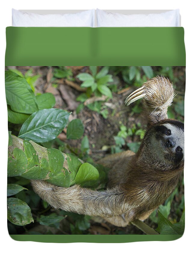 Mp Duvet Cover featuring the photograph Brown-throated Three-toed Sloth by Suzi Eszterhas