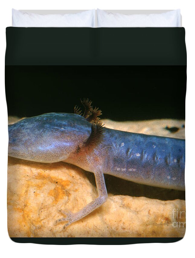 Fauna Duvet Cover featuring the photograph Austin Blind Salamander #13 by Dante Fenolio
