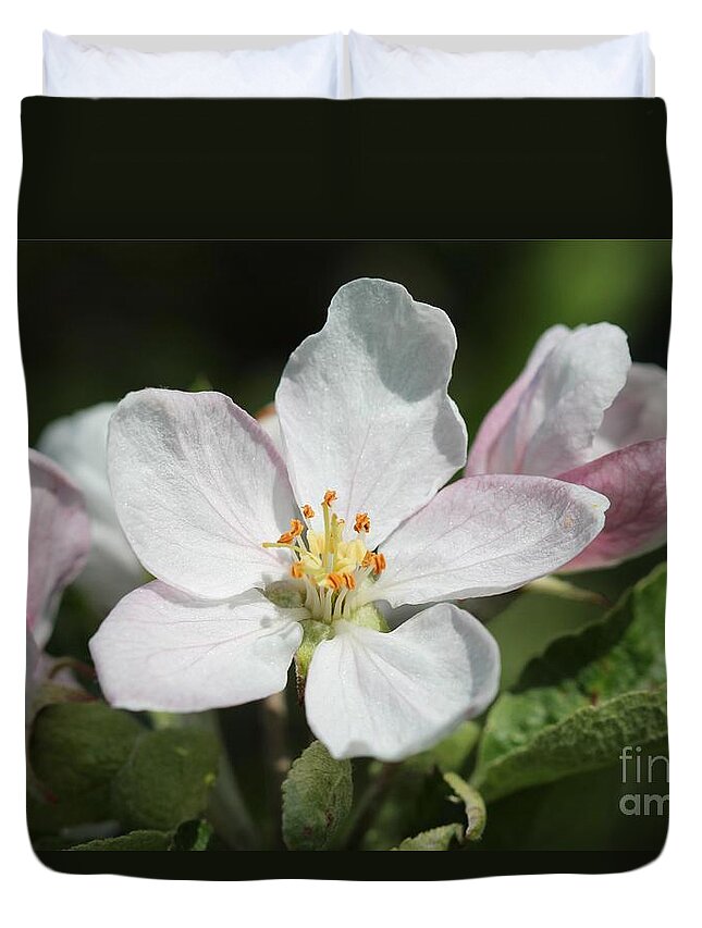 Apple Duvet Cover featuring the photograph Apple Blossom #2 by J McCombie