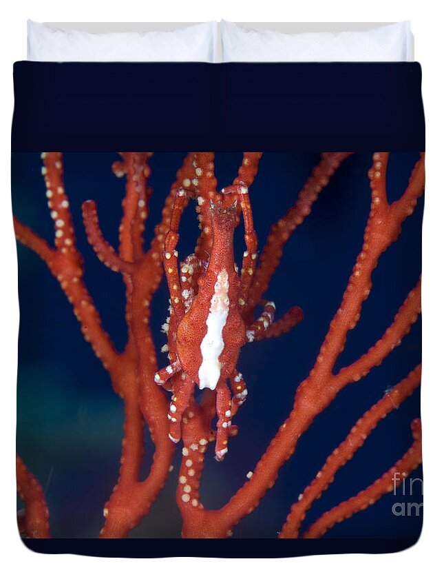 Anomura Duvet Cover featuring the photograph Bright Red Crab On Fan Coral, Papua New #2 by Steve Jones
