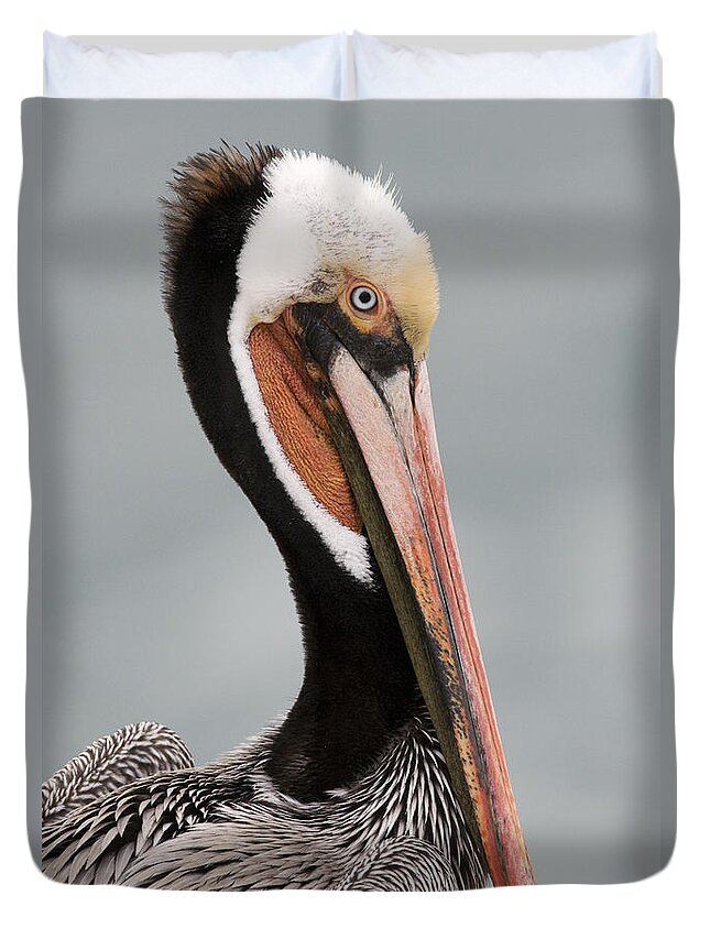 00429836 Duvet Cover featuring the photograph Brown Pelican In Breeding Plumage La #2 by Sebastian Kennerknecht
