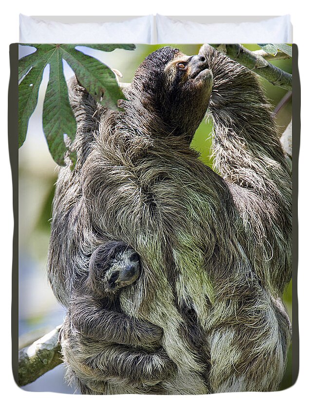 Mp Duvet Cover featuring the photograph Brown-throated Three-toed Sloth #2 by Suzi Eszterhas