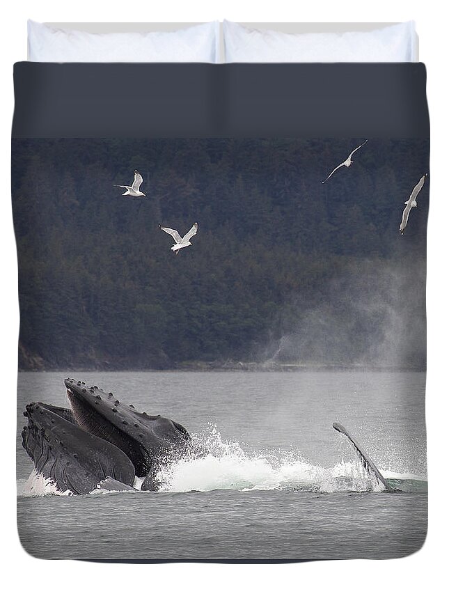 Mp Duvet Cover featuring the photograph Humpback Whale Megaptera Novaeangliae #2 by Matthias Breiter