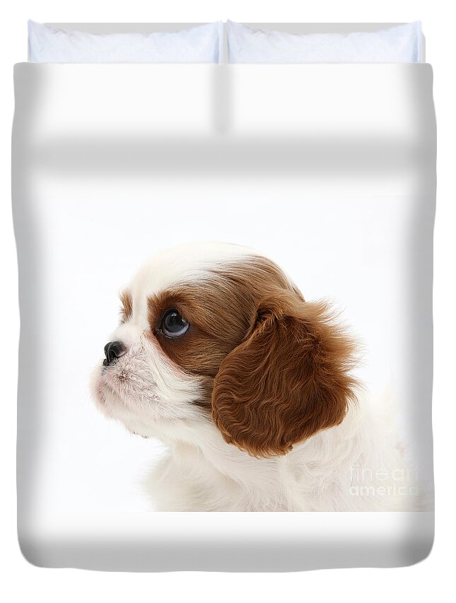 Animal Duvet Cover featuring the photograph King Charles Spaniel Puppy #2 by Mark Taylor