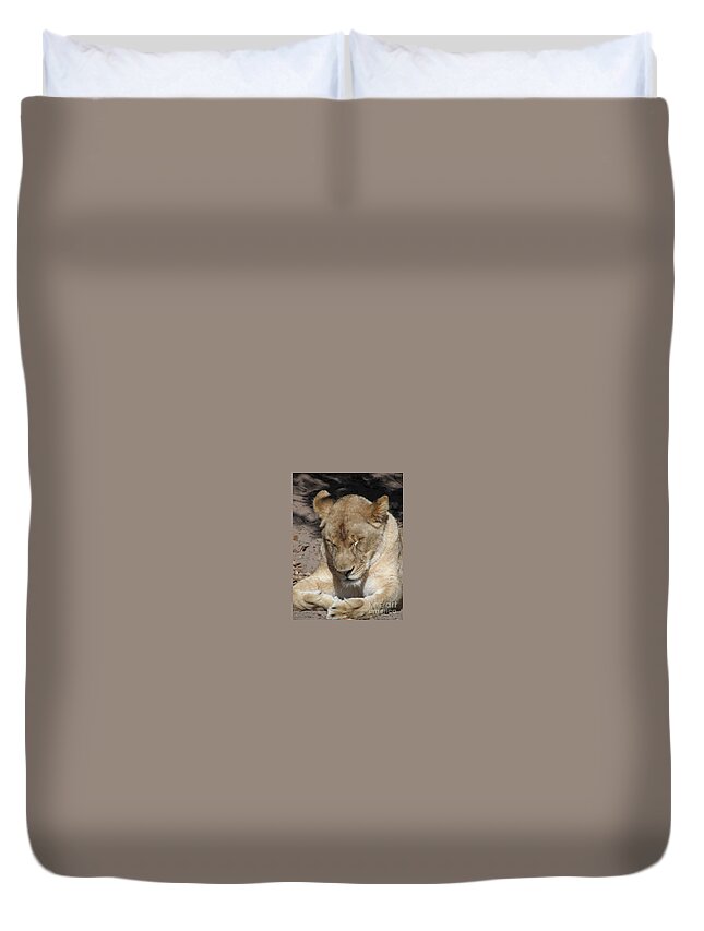 Lioness Duvet Cover featuring the photograph Lioness by Kim Galluzzo Wozniak