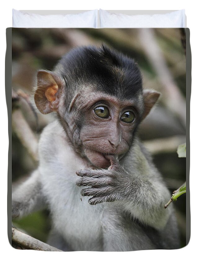 Mp Duvet Cover featuring the photograph Long-tailed Macaque Macaca Fascicularis #2 by Hiroya Minakuchi