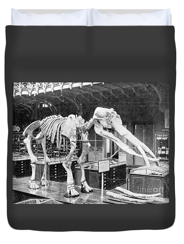 Prehistory Duvet Cover featuring the photograph Mastodon, Cenozoic Mammal #2 by Science Source
