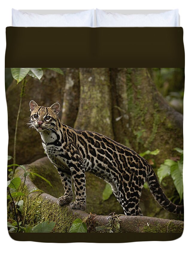 Mp Duvet Cover featuring the photograph Ocelot Leopardus Pardalis Standing #2 by Pete Oxford