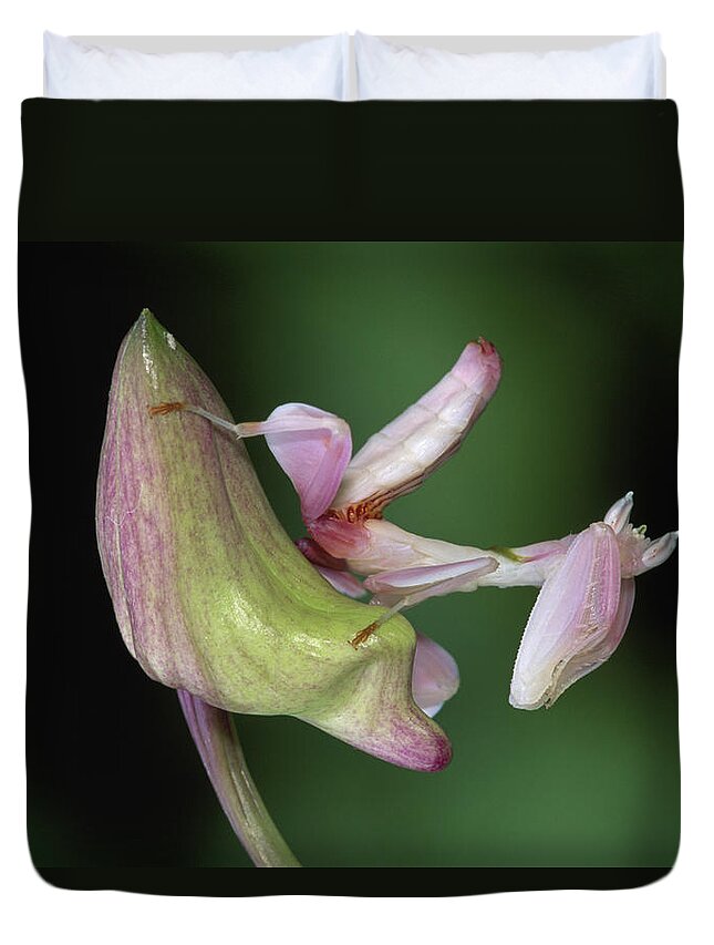 00785503 Duvet Cover featuring the photograph Orchid Mantis Hymenopus Coronatus #5 by Thomas Marent