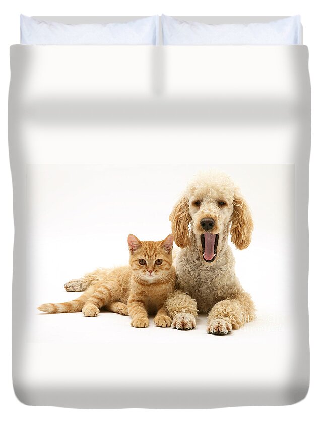 Apricot Duvet Cover featuring the photograph Poodle And Cat #2 by Jane Burton
