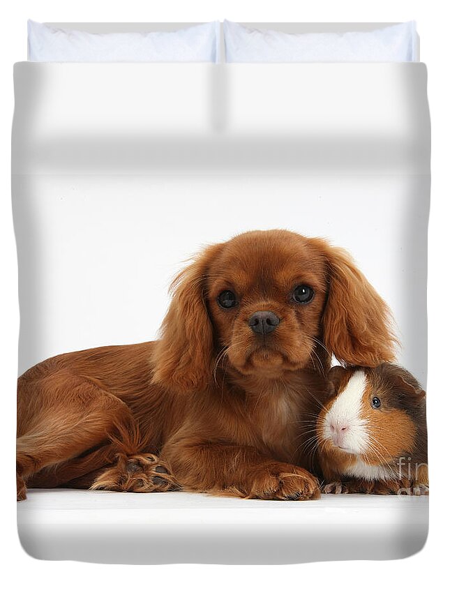 Ruby Cavalier King Charles Spaniel Pup Duvet Cover For Sale By