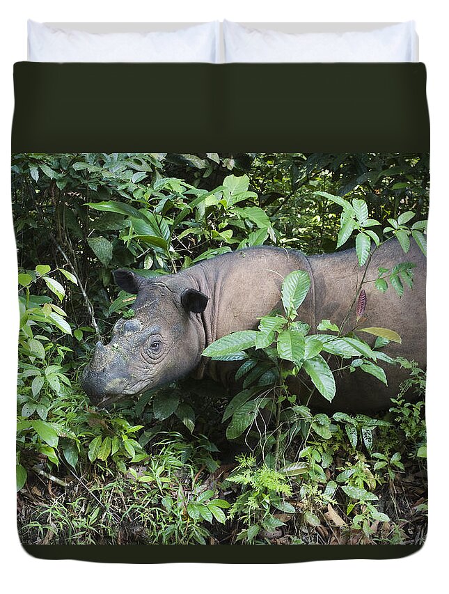 00445280 Duvet Cover featuring the photograph Sumatran Rhinoceros Sumatran Rhino #2 by Suzi Eszterhas