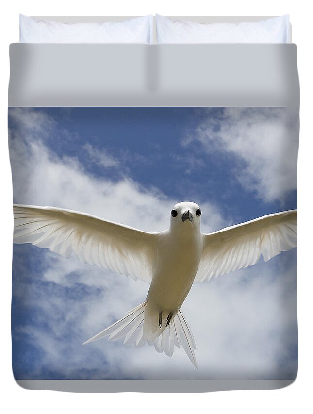 00429822 Duvet Cover featuring the photograph White Tern Flying Midway Atoll Hawaiian #2 by Sebastian Kennerknecht