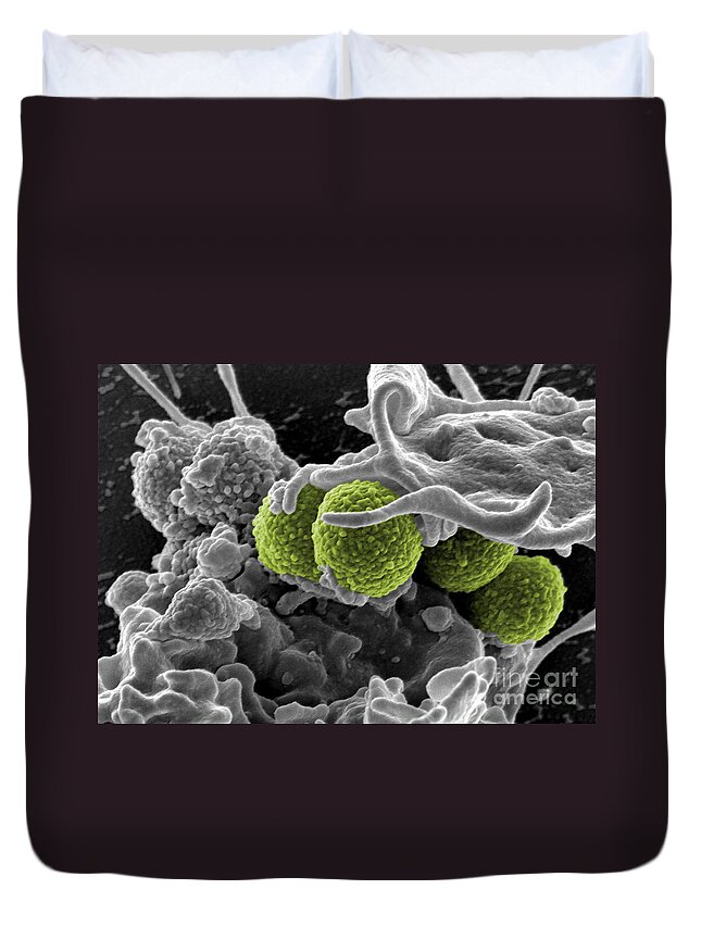 Microbiology Duvet Cover featuring the photograph Methicillin-resistant Staphylococcus by Science Source