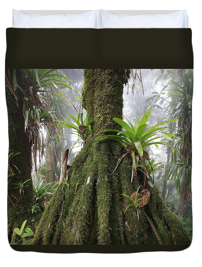Mp Duvet Cover featuring the photograph Bromeliad Bromeliaceae And Tree Fern #3 by Cyril Ruoso