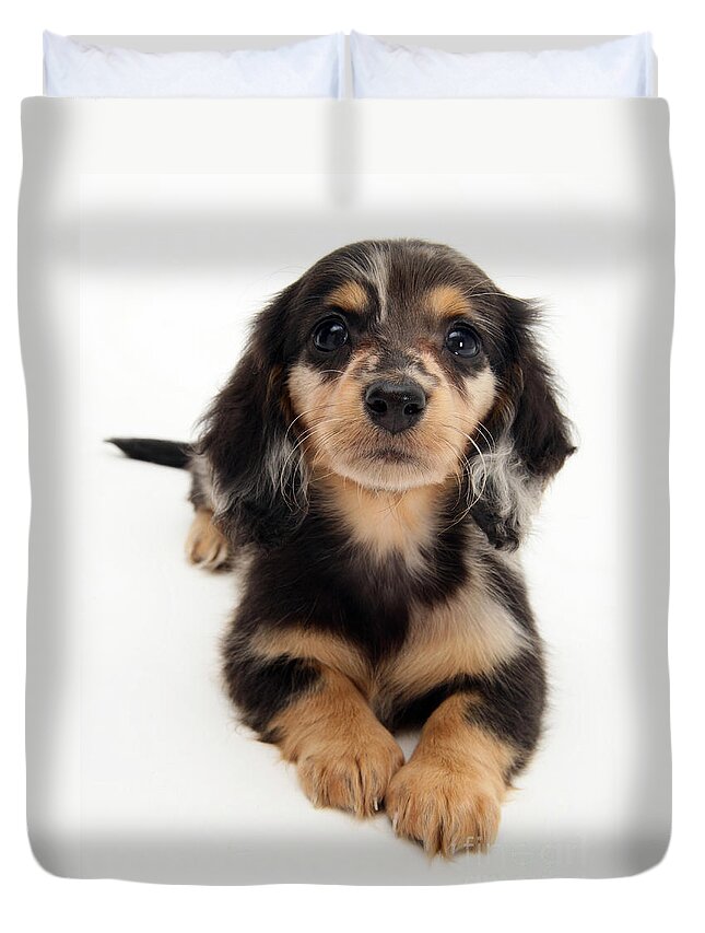 Dachshund Duvet Cover featuring the photograph Dachshund Pup #2 by Jane Burton