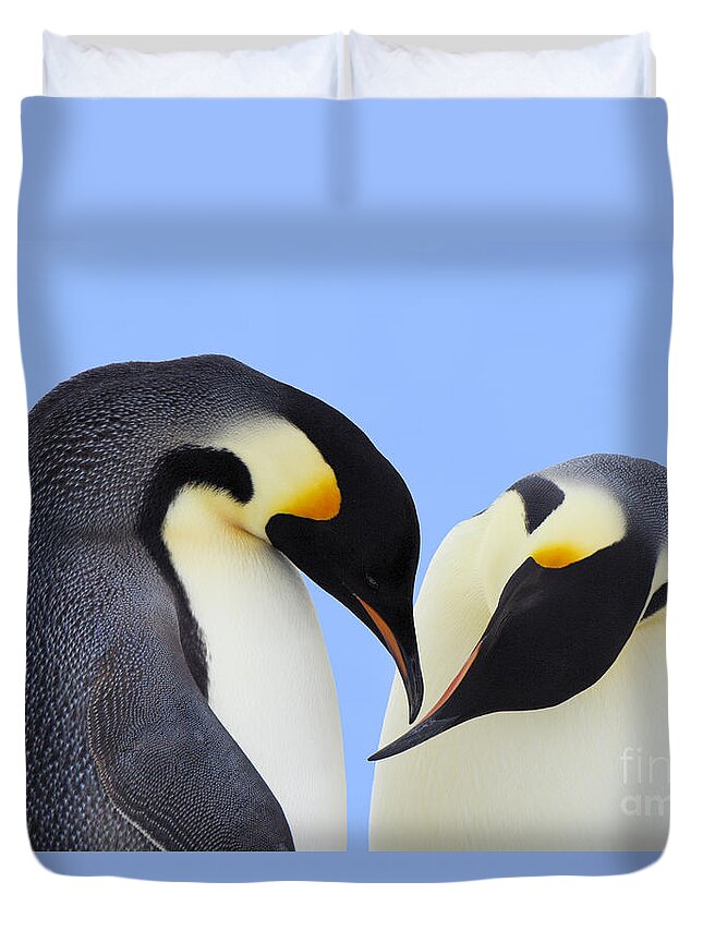 Mp Duvet Cover featuring the photograph Emperor Penguin Aptenodytes Forsteri #2 by Jan Vermeer