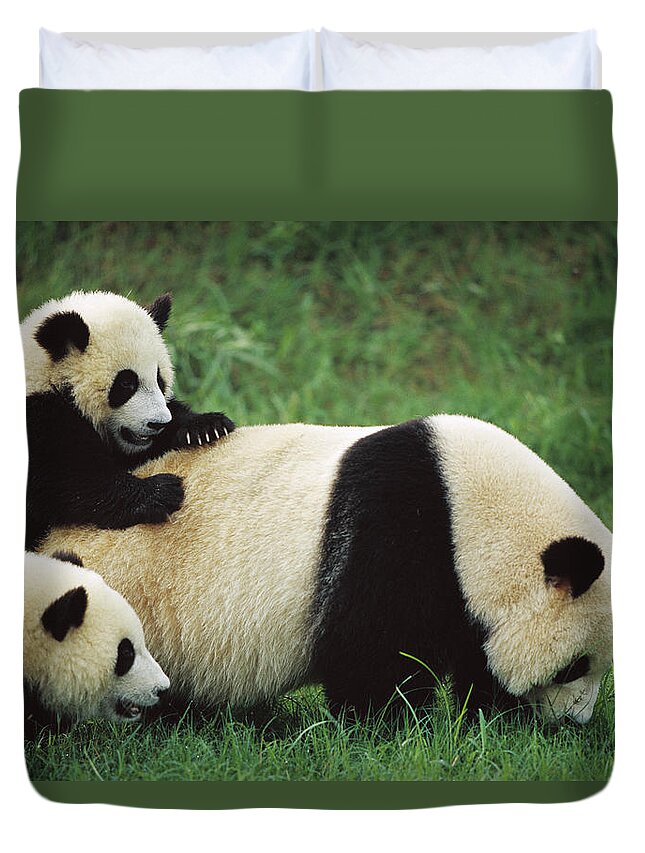 Mp Duvet Cover featuring the photograph Giant Panda Ailuropoda Melanoleuca #3 by Cyril Ruoso