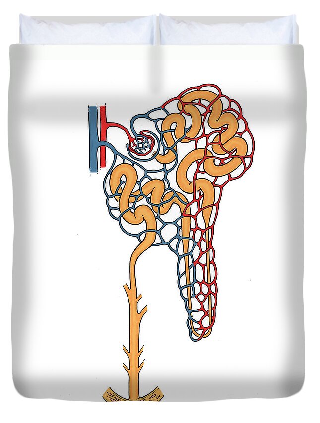 Histology Duvet Cover featuring the photograph Illustration Of Nephron #3 by Science Source