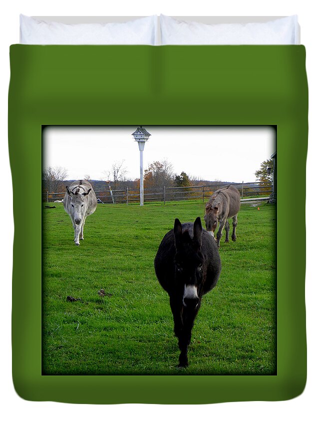 Donkeys Duvet Cover featuring the photograph 3 Little Donkeys by Kim Galluzzo