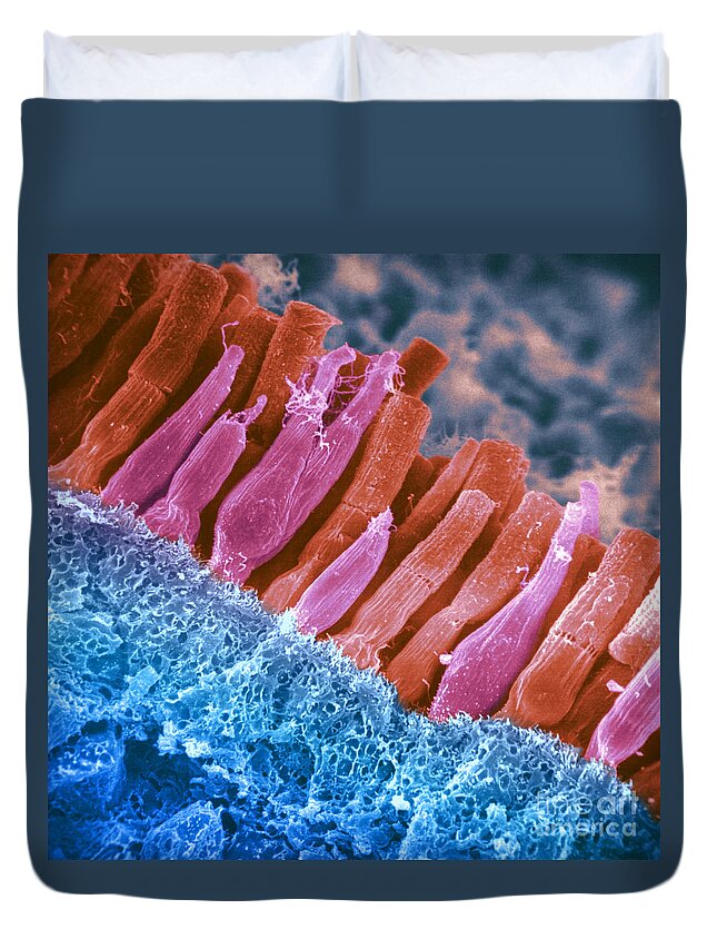 Scanning Electron Micrograph Duvet Cover featuring the photograph Rods And Cones In Retina #3 by Omikron