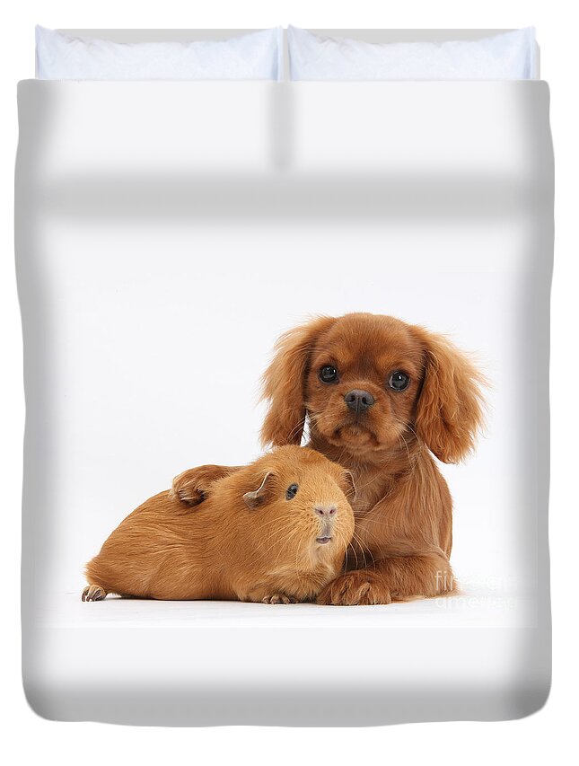 Nature Duvet Cover featuring the Ruby Cavalier King Charles Spaniel Pup #3 by Mark Taylor