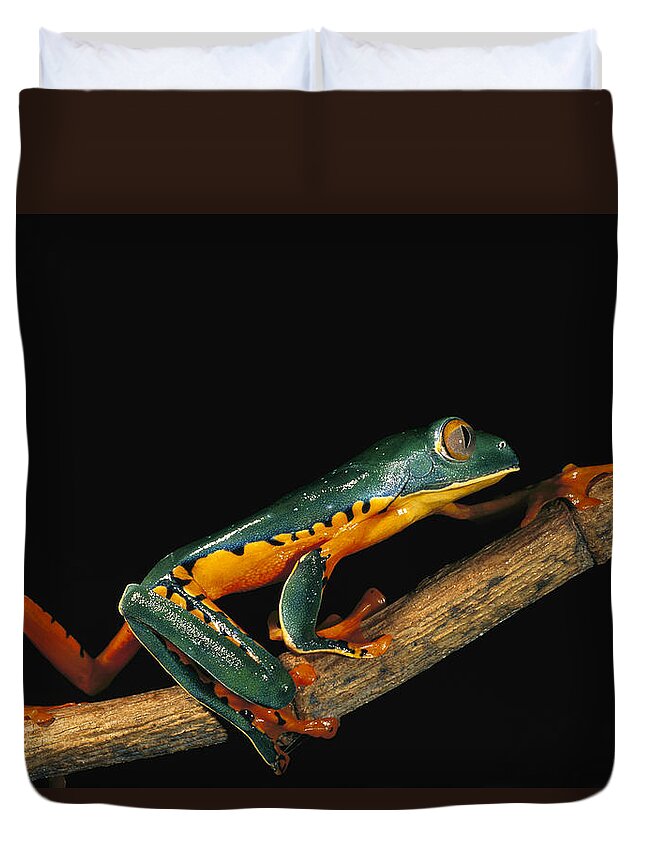 Mp Duvet Cover featuring the photograph Splendid Leaf Frog Agalychnis #3 by Pete Oxford