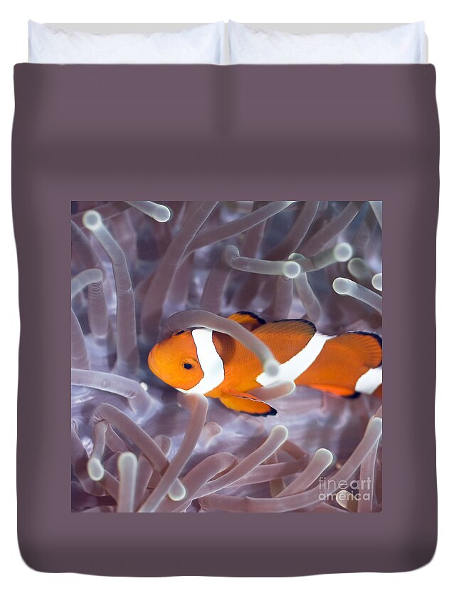 Anemone Duvet Cover featuring the photograph Tropical fish Clownfish #3 by MotHaiBaPhoto Prints