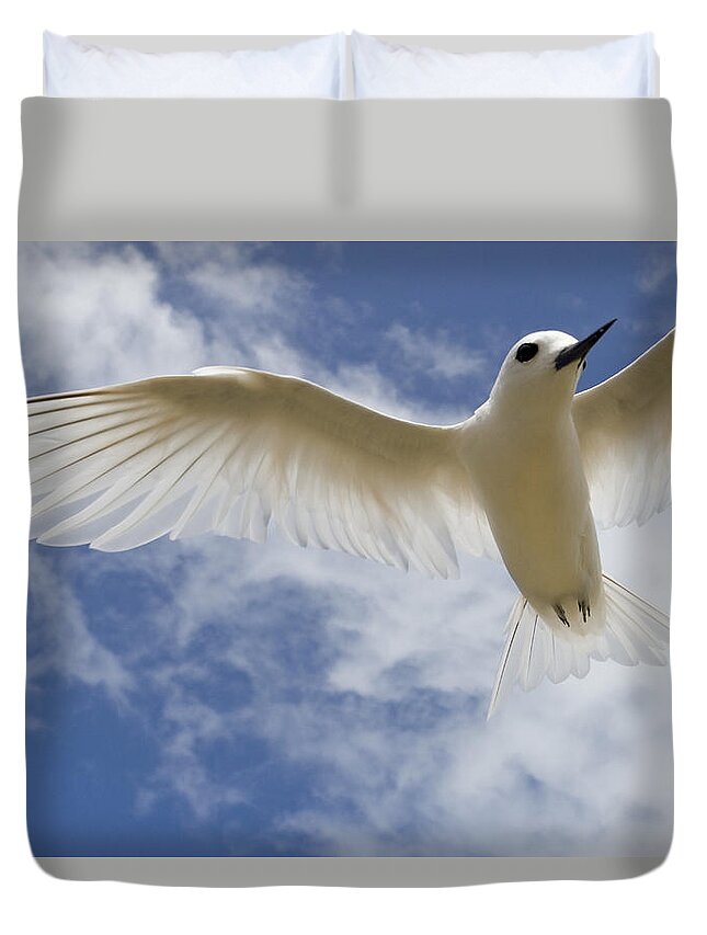 00429821 Duvet Cover featuring the photograph White Tern Flying Midway Atoll Hawaiian #3 by Sebastian Kennerknecht