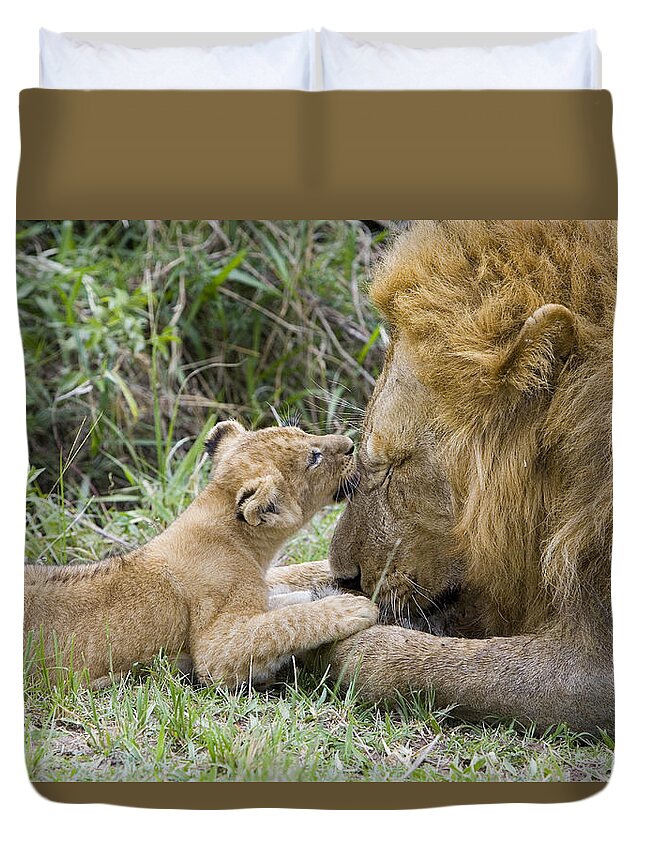 00761318 Duvet Cover featuring the photograph African Lion Cub Playing With Adult #4 by Suzi Eszterhas