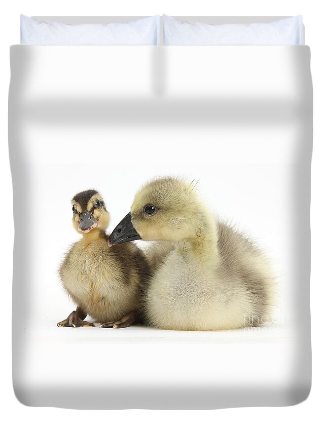 Nature Duvet Cover featuring the Embden X Greylag Gosling And Mallard #4 by Mark Taylor