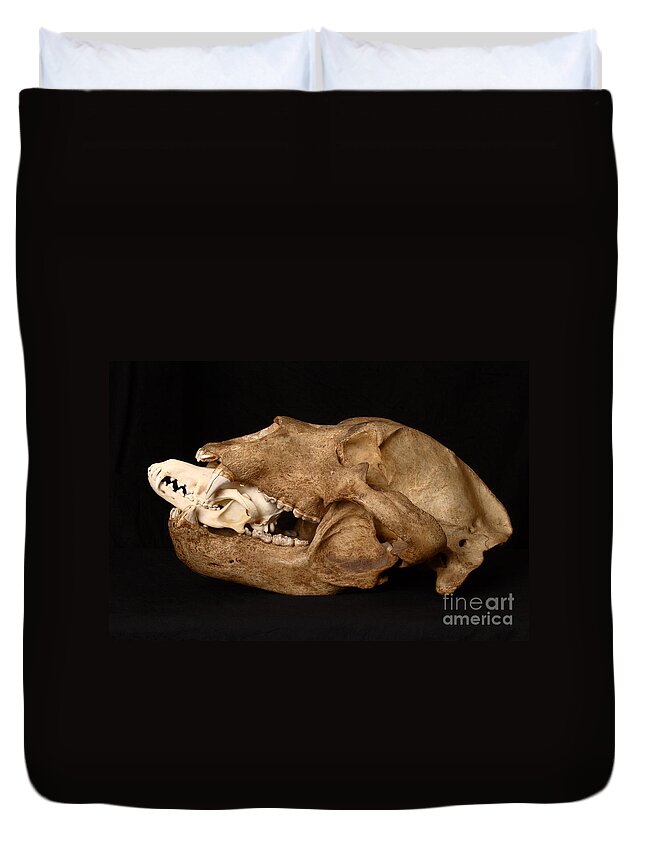 Alaskan Brown Bear Duvet Cover featuring the Kodiak Bear Skull With Coyote Skull #4 by Ted Kinsman