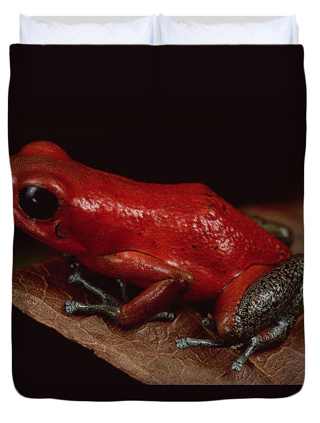 Mp Duvet Cover featuring the photograph Strawberry Poison Dart Frog Dendrobates #4 by Mark Moffett